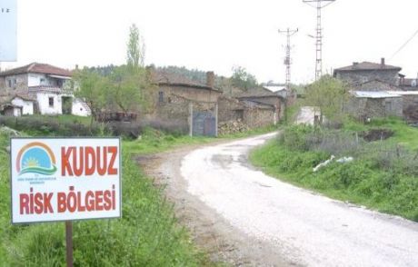 Köylülere Saldıran Tilkiler Kuduz Çıktı