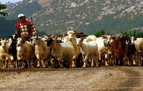 3.500 Tl Maaşla Çoban Olmanın 8 Şartı