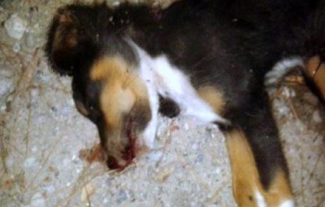 Yavru Köpek Döve Döve Öldürüldü