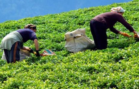 Yaş Çay Alım Fiyatları Açıklandı