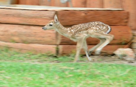 Doğal Yaşam'ın 'bambi'si
