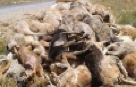 Tarsus'ta Köpek Katliamı