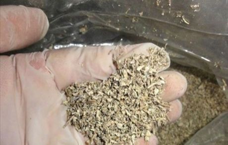 Bonzai İle Mücadele İçin Beş Bakan Toplandı