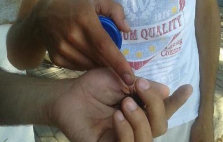 İnternetten Gergedan Böceği Satmak İstedi