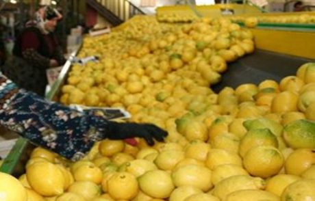 Limon Altın Çağını Yaşıyor