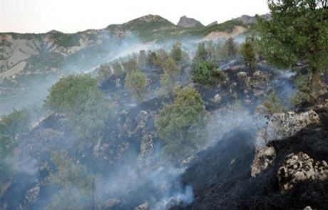 Tunceli'de Orman Yangını