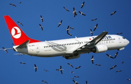 Leylek Sürüsü Uçağı Pas Geçirdi