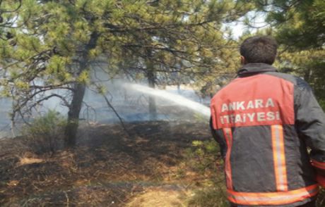'çiftlik'te 900 Dekar Orman Yol Oldu