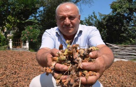Fındık Beklenen Rekoltenin Altında Mı Kalacak