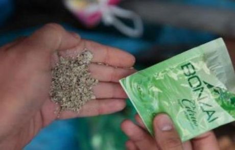 Bonzai Kullanma Yaşı 11'in Altına Düştü