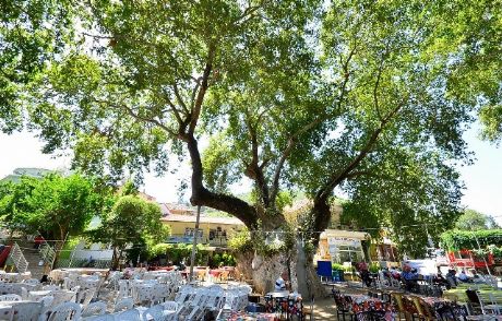 1000 Yıllık Çınara 'gençlik Aşısı'