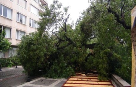 Kadıköy'de Fırtına Ağaçları Devirdi!