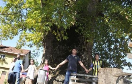 Bu Çınar Ağacı 1500 Yaşında