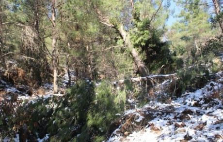 Milyonlarca Ağacı Buz Yaktı