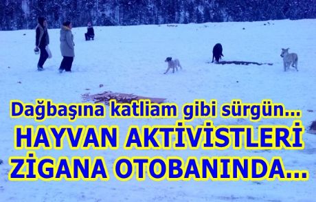 Hayvan Aktivistleri Zigana Otobanında...