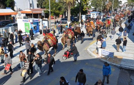 Bodrum Deve Güreşi Festivali Kortej İle Başladı