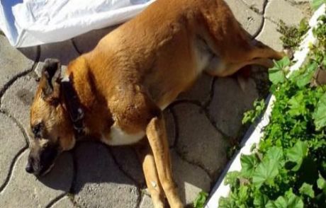 Yine Köpek Katliamı