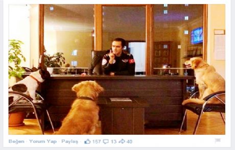 Sosyal Medya Bu Köpekleri Konuşuyor
