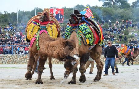 Festival'de Develer Kıyasıya Mücadele Etti