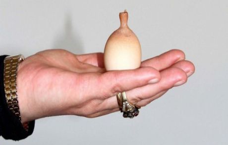 Vazo Şeklindeki Yumurta Şaşırttı!