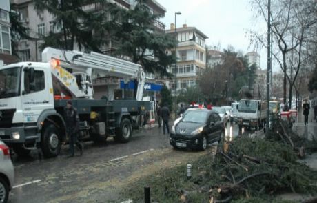 Bağdat Caddesi'nde Ağaç Devrildi