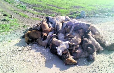 84 Köpek Araçta Boğuldu