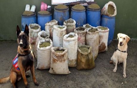 Jandarma Lice'de 347 Kg Esrar Ele Geçirdi