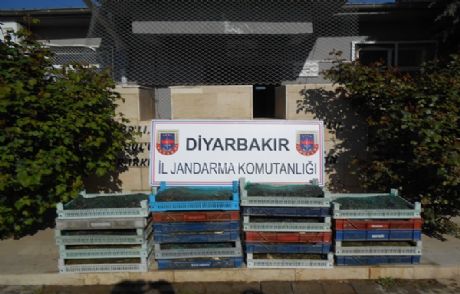 Canlı Kurbağa Kaçakçıları Yakalandı