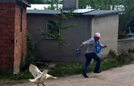 Kazlar Akp'lileri Kovaladı