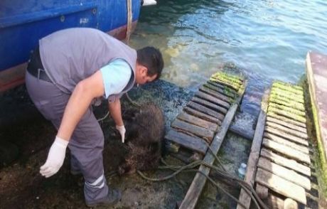 İstanbul Boğazı'nda Görenler Şok Oldu