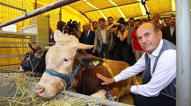 Kadir Topbaş'ın Kurbanlığı 1200 Kilo