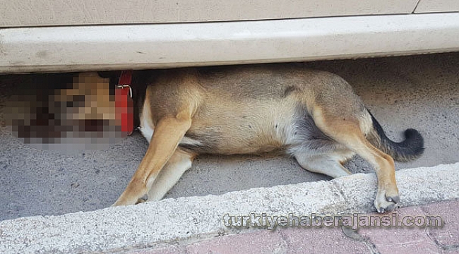 Antalya'da Dehşet! Vahşice Öldürüldüler!