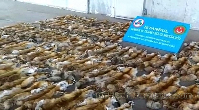 Haydarpaşa Ro-Ro Limanı'nda 120 Tilki Kürkü Ele Geçti