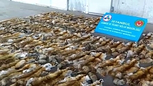 Haydarpaşa Ro-Ro Limanı'nda 120 Tilki Kürkü Ele Geçti