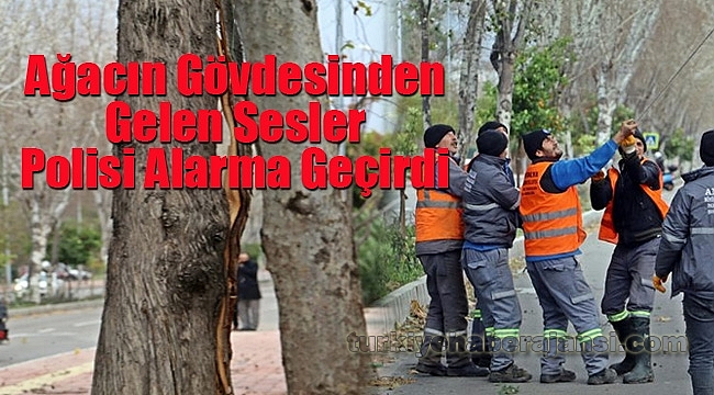 Ağacın Gövdesinden Gelen Sesler Polisi Alarma Geçirdi