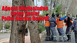 Ağacın Gövdesinden Gelen Sesler Polisi Alarma Geçirdi