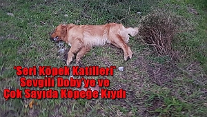 Bodrum'da 'Seri Hayvan Katilleri' Alarmı