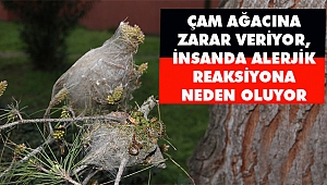 Çam Kese Böceğiyle Mücadele Sürüyor