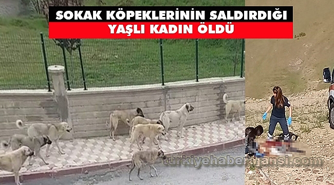 Sokak Köpeklerinin Saldırdığı Yaşlı Kadın Öldü