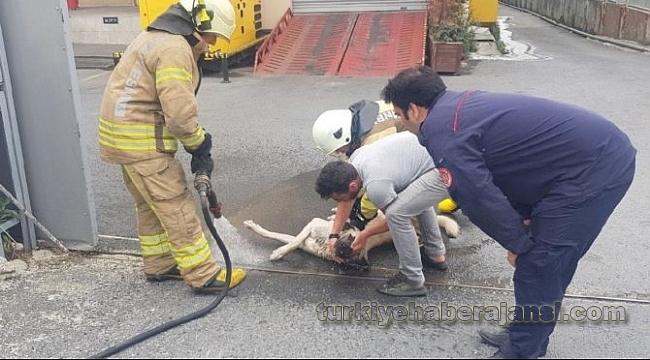 Kimyasal Maddeden Etkilenen Köpek İçin Seferberlik