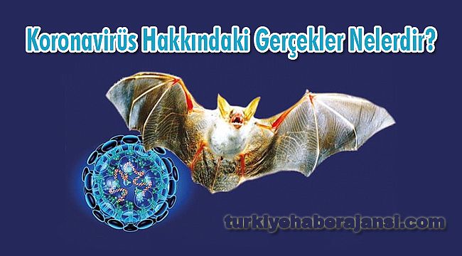 Koronavirüs Hakkındaki Gerçekler Nelerdir?