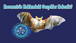Koronavirüs Hakkındaki Gerçekler Nelerdir?