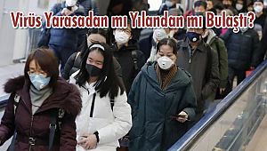 Virüs Yarasadan mı Yılandan mı Bulaştı?