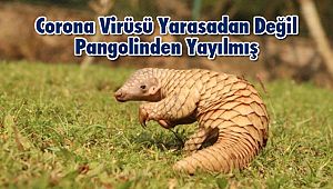 Corona Virüsü Yarasadan Değil Pangolinden Yayılmış