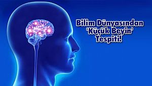 Bilim Dünyasından 'Küçük Beyin' Tespiti! 
