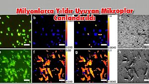 Milyonlarca Yıldır Uyuyan Mikroplar Canlandırıldı