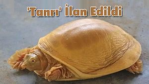 Dünyanın 5’inci Altın Renkli Kaplumbağası 'Tanrı' İlan Edildi