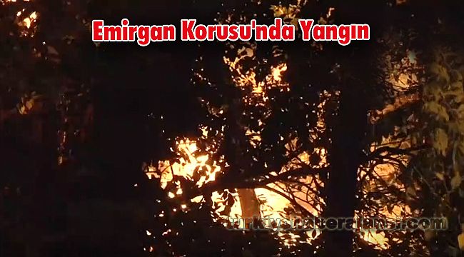 Emirgan Korusu'nda Yangın
