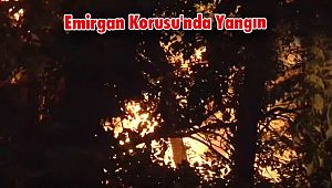 Emirgan Korusu'nda Yangın