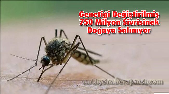 Genetiği Değiştirilmiş 750 Milyon Sivrisinek Doğaya Salınıyor